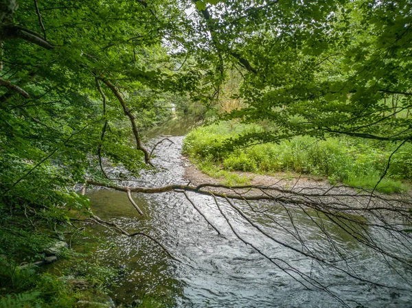 Una Vista Río Corriendo Por Bosque —  Fotos de Stock