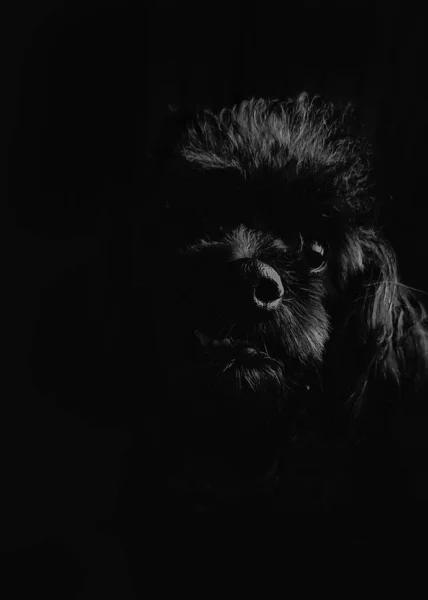 Ένα Κάθετο Πλάνο Ενός Μαύρου Σκύλου Μαύρο Φόντο — Φωτογραφία Αρχείου