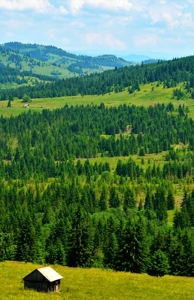 여름철에 시골에 목조가 수직으로 숲으로 뒤덮인 환상적 — 스톡 사진