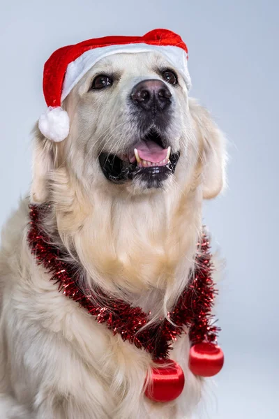 Vertical Shot Cute Retriever Wearing Christmas Hat Shiny Decorations — Stock Photo, Image