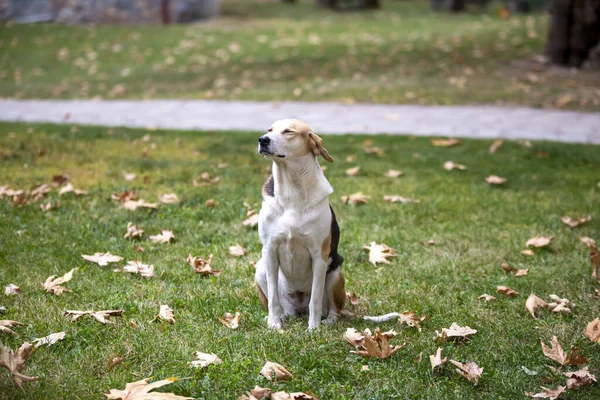 秋の公園で可愛いミックスブレッドの犬 — ストック写真