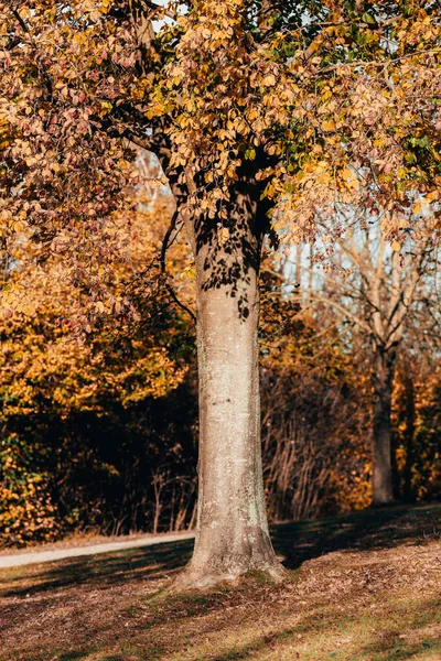 Vertikální Záběr Stromů Pokrytých Zlatými Listy Parku Pod Slunečním Svitem — Stock fotografie