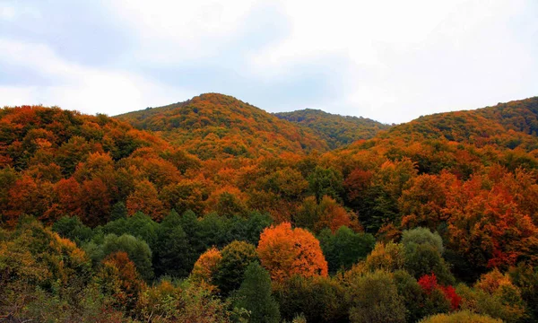 Majestátní Záběr Hustě Zalesněné Oblasti Pokryté Pestrobarevnou Bujnou Podzimní Vegetací — Stock fotografie