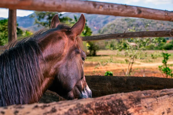 Primo Piano Cavallo Marrone Dietro Recinzione Legno — Foto Stock