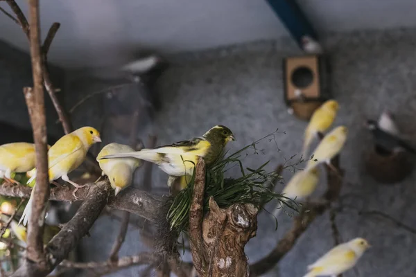 Άποψη Των Πουλιών Κίτρινο Καναρίνι Ένα Κλουβί Ένα Πάρκο — Φωτογραφία Αρχείου