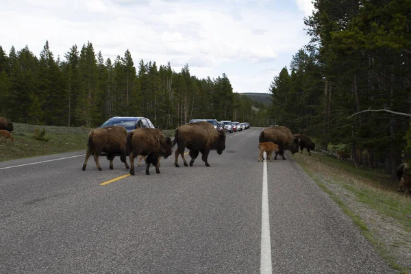 Gros Plan Buffles Traversant Une Route Dans Parc National Yellowstone — Photo