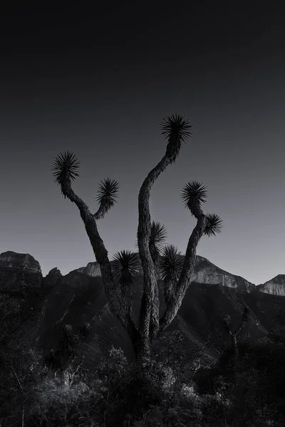 Сірий Знімок Кактусів Пустелі — стокове фото