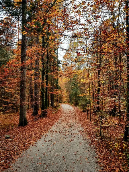 Őszi Fákkal Körülvett Ösvény Függőleges Képe Erdőben — Stock Fotó