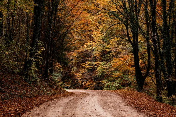 Uma Estrada Cercada Por Árvores Cobertas Folhas Coloridas Uma Floresta — Fotografia de Stock