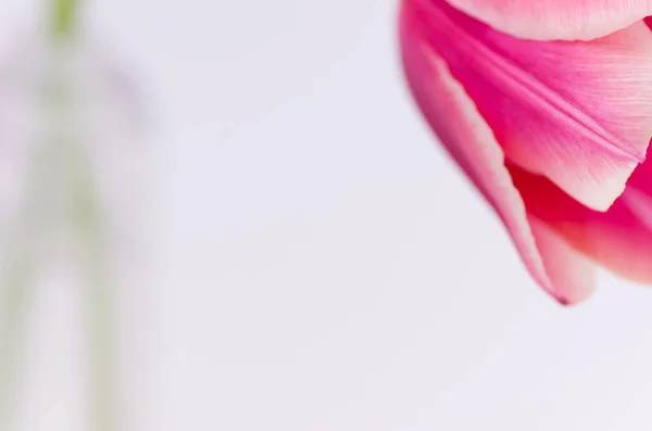 Ένα Κοντινό Πλάνο Ενός Ροζ Λουλουδιού Τουλίπας Που Απομονώνεται Λευκό — Φωτογραφία Αρχείου
