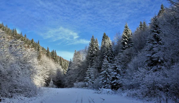 Een Majestueuze Opname Van Een Winterlandschap Van Een Dicht Bebost — Stockfoto