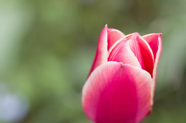 Doux Focus Une Fleur Tulipe Rose Contre Jardin Flou — Photo