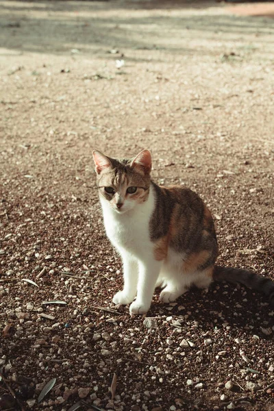 一只可爱的小猫坐在地上 — 图库照片