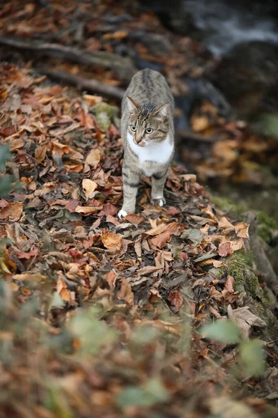 Eine Vertikale Aufnahme Einer Grauen Katze Die Auf Getrockneten Blättern — Stockfoto