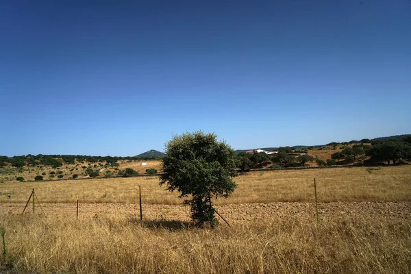 Pohled Malý Strom Uprostřed Suché Trávy Farmě Jasně Modré Obloze — Stock fotografie