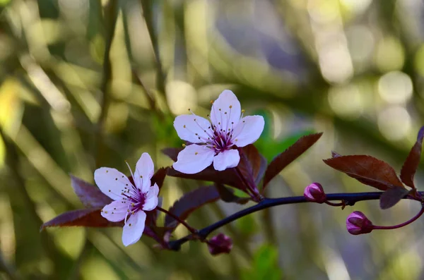 Tiro Close Flores Florescendo Cereja Vegetação — Fotografia de Stock