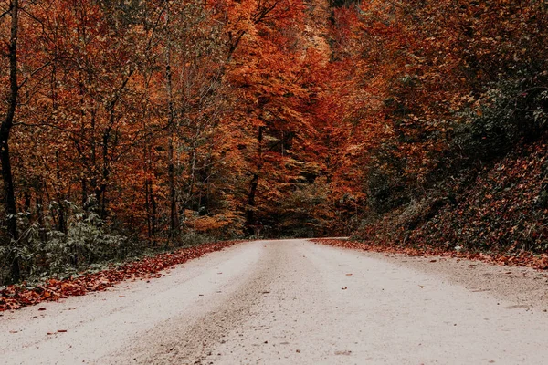 Uma Estrada Cercada Por Árvores Cobertas Folhas Coloridas Uma Floresta — Fotografia de Stock