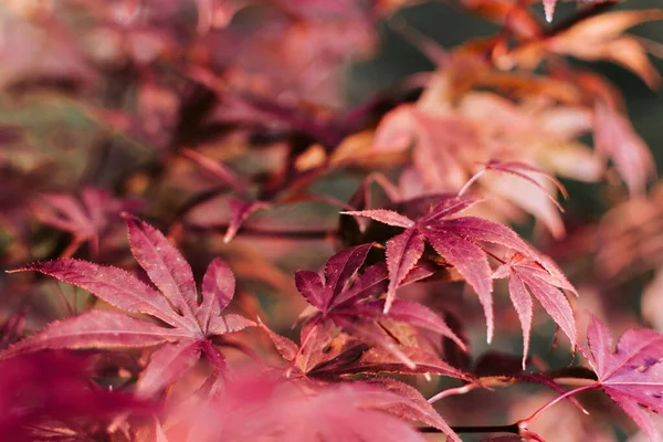 Selective Focus Shot Red Japanese Maple Leaves Autumn — Stock Photo, Image