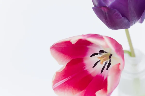 Ένα Κοντινό Πλάνο Δύο Πολύχρωμων Λουλουδιών Τουλίπας Που Απομονώνονται Λευκό — Φωτογραφία Αρχείου