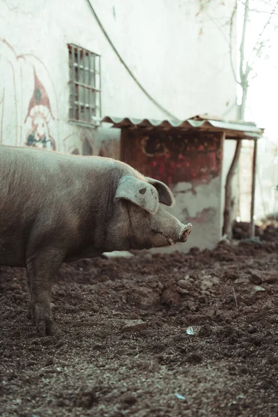 Primer Plano Cerdo Gris Una Granja — Foto de Stock