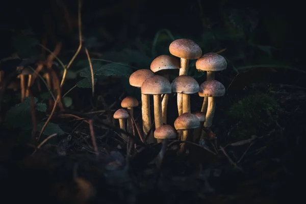 Paddenstoelen Groeien Grond Het Bos — Stockfoto