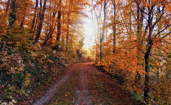 Ein Schöner Pfad Durch Den Herbstlichen Wald — Stockfoto