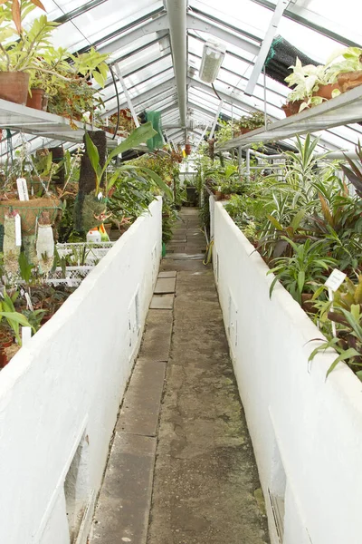 植物の異なる庭の温室の垂直ショット — ストック写真