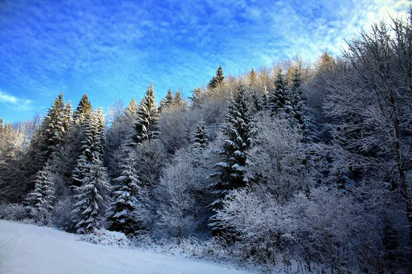 Величественный Снимок Зимнего Пейзажа Густо Покрытого Лесом Района Заснеженными Солнечными — стоковое фото
