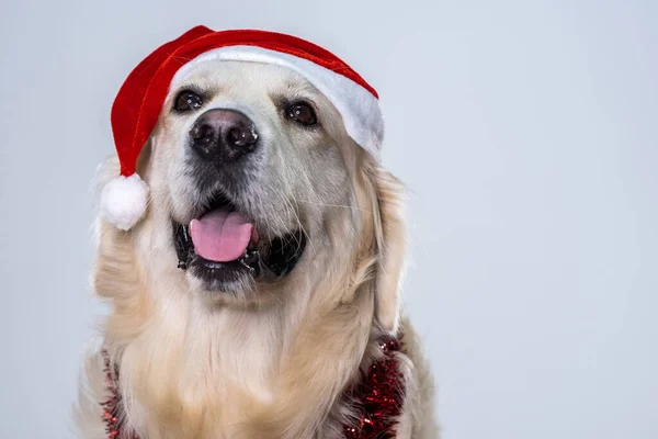 Uma Foto Close Recuperador Bonito Usando Chapéu Natal Decorações Brilhantes — Fotografia de Stock