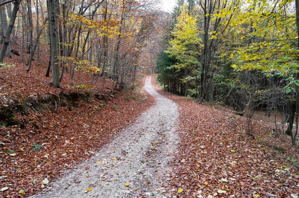 Paysage Sentier Entouré Arbres Automne Dans Une Forêt — Photo