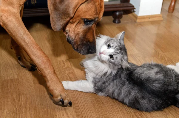 Närbild Skott Inhemsk Katt Och Hund — Stockfoto