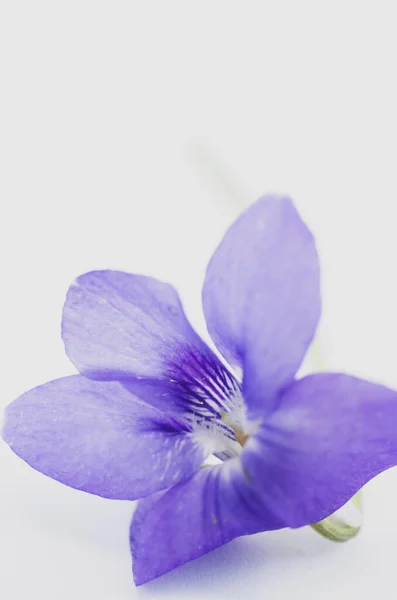 Egy Függőleges Felvétel Egy Alpesi Ibolya Virág Fehér Háttérrel Helyet — Stock Fotó