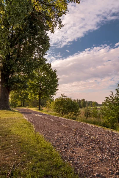 왼쪽에 나무와 자연의 도로의 — 스톡 사진