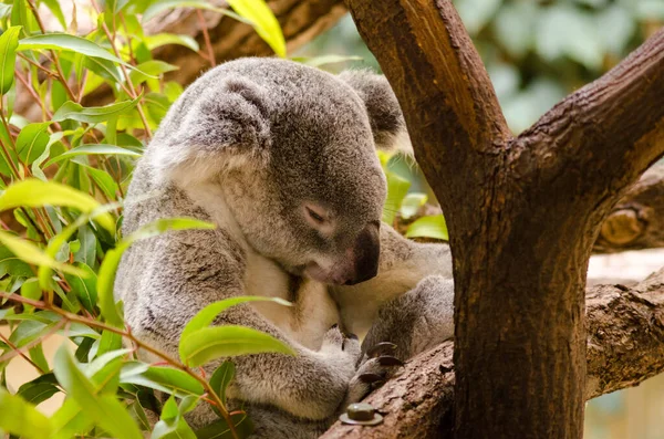 Hayvanat Bahçesindeki Sevimli Bir Koala Nın Yakın Plan Fotoğrafı — Stok fotoğraf