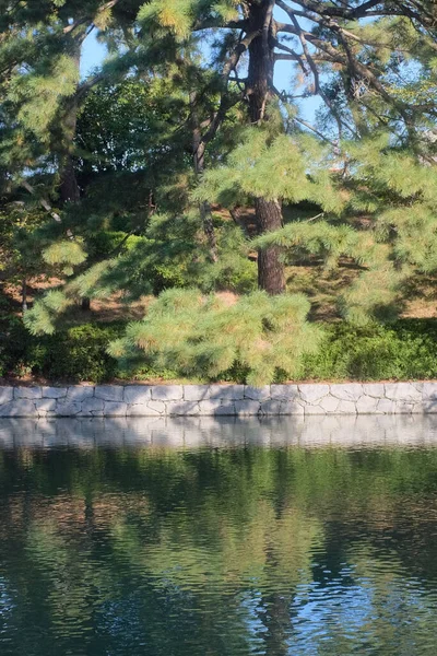 Vertical Shot Calm Lake Spruce Tree Side — Stock Photo, Image
