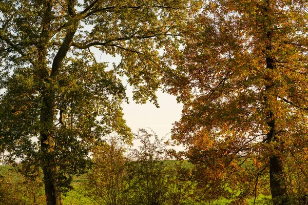 Park Pokryty Drzewami Kolorowymi Liśćmi Pod Słońcem Jesienią — Zdjęcie stockowe