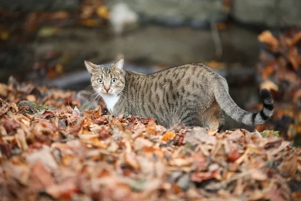 Kurumuş Yaprakların Üzerinde Duran Gri Bir Kedi Manzarası — Stok fotoğraf