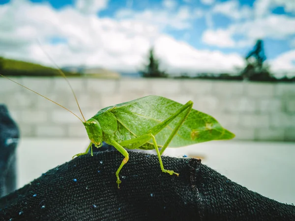 Ένα Κοντινό Πλάνο Ενός Πράσινου Grasshopper Σκαρφαλωμένο Ένα Σκούρο Ύφασμα — Φωτογραφία Αρχείου