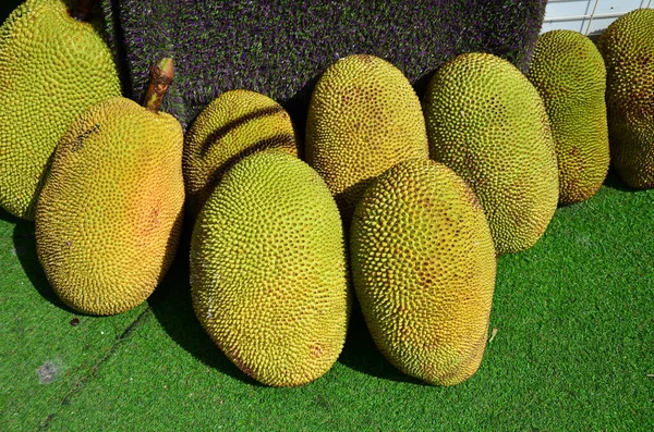 Strzał Dojrzałego Zielonego Jackfruit Uprawianego Malezji — Zdjęcie stockowe