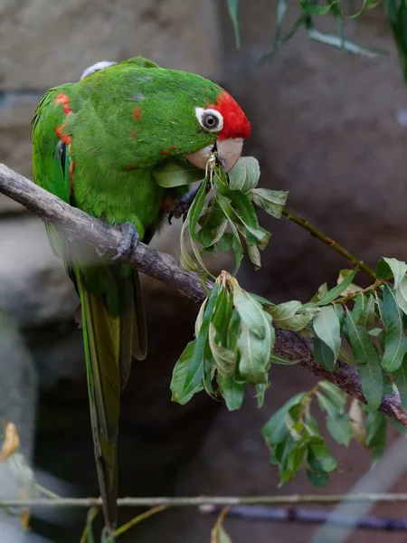Pionowe Wybiórcze Ujęcie Papugi Czerwonej Masce Siedzącej Gałęzi — Zdjęcie stockowe