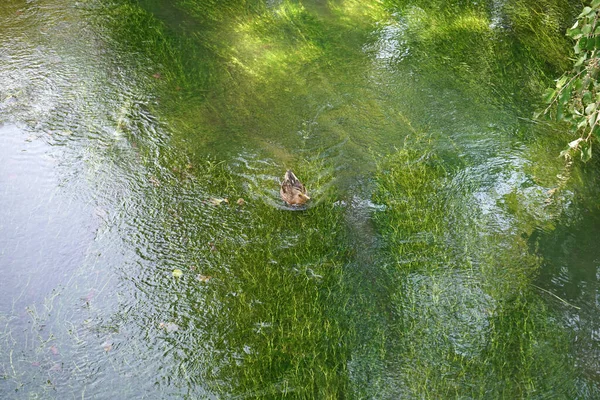 Duże Ujęcie Kąta Kaczki Pływającej Jeziorze — Zdjęcie stockowe