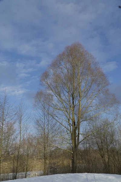 Heilbronn Allemagne Janv 2019 Arbre Dans Parc Avec Peu Neige — Photo