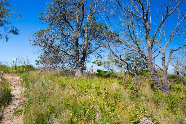 Primo Piano Alberi Sentiero Parco — Foto Stock