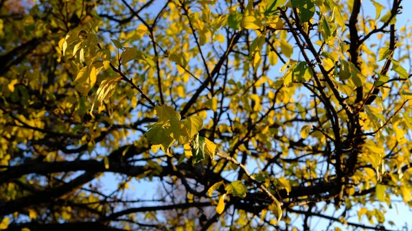 Крупный План Цветных Осенних Листьев Ветвях — стоковое фото
