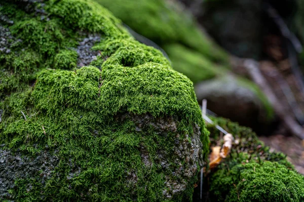 Вибірковий Фокус Камені Вкриті Мохом Чорному Лісі Німеччина — стокове фото
