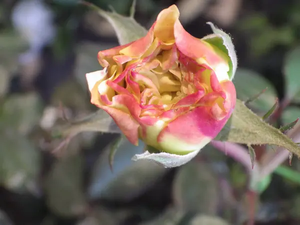 Ένα Κοντινό Πλάνο Ενός Ροζ Τριαντάφυλλου Που Μεγαλώνει Στον Κήπο — Φωτογραφία Αρχείου