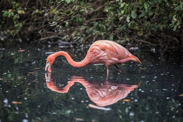 Selective Focus Shot Beautiful Pink Flamingo Wading Water — Stock Photo, Image