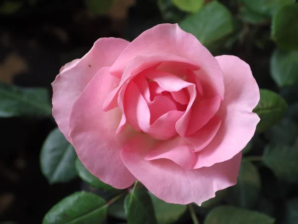 Close Tiro Uma Rosa Brilhante Flor Rosa Crescendo Jardim — Fotografia de Stock