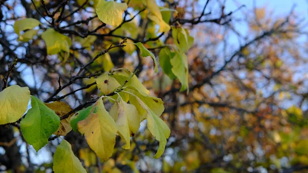 Een Selectieve Focus Shot Van Kleurrijke Herfstbladeren Takken — Stockfoto