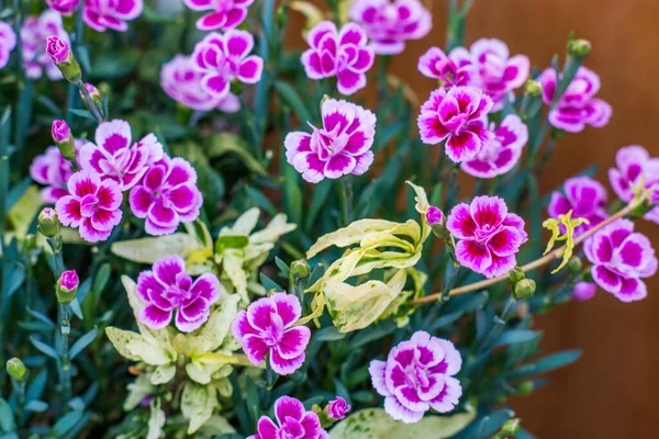 Primer Plano Flores Clavel Jardín Rosa — Foto de Stock